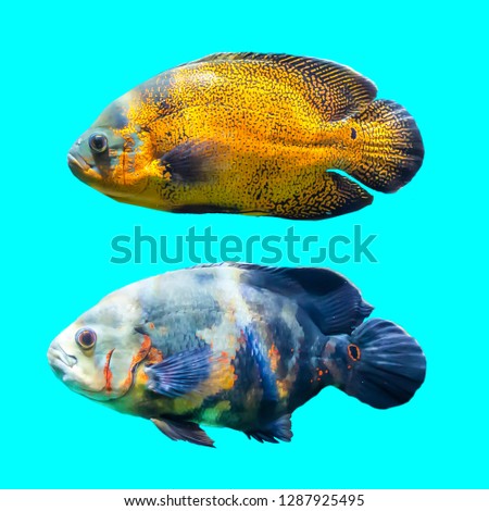 Two spotted fish from the tropical seas. Isolated photo on blue background. Website about nature , aquarium fish, life in the ocean .