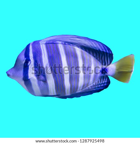 Tropical striped sea fish in an aquarium.Isolated photo on blue background.  Such fish like to draw children, artists and website designers.