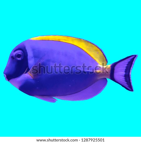 Tropical striped sea fish in an aquarium.Isolated photo on blue background.  Such fish like to draw children, artists and website designers.