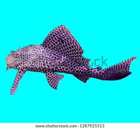 Aquarium. Fish living at the bottom of the tropical sea. Isolated photo on blue background.Such fish like to draw children,artists,website designers.