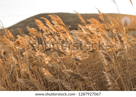 reed sunset, mountain reed