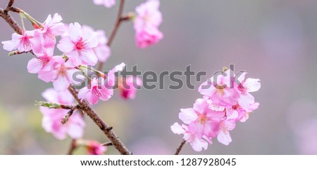 Beautiful cherry blossoms sakura tree bloom in spring over the blue sky, copy space, close up.