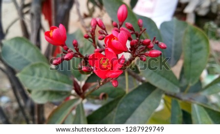 Peregrina Jatropha integerrima red flower plant