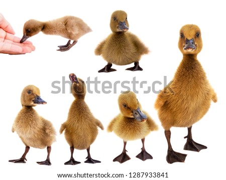 Combine duck pictures in various gestures on a white background.