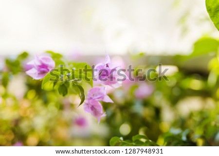 Bougainvillea in bloom