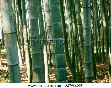 Closeup of the bamboo alley