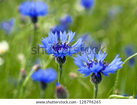   blue cornflowers growing in a field. small depth of sharpness