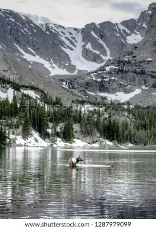 Mother and baby elk swimming in Rocky Mountain National Park, Colorado