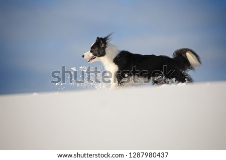 Border collie is having fun in snow. Dog is running through the snow. Border collie in action. 