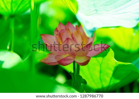 A story of a flower (Lotus)
