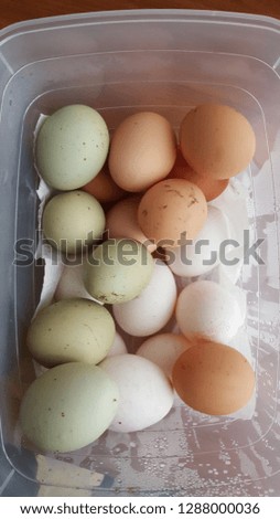 araucana eggs of different colors