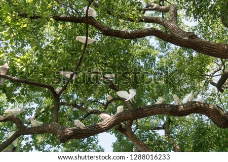 A group of white pigeons in the tree