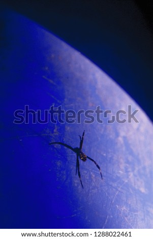 spider over the blue background