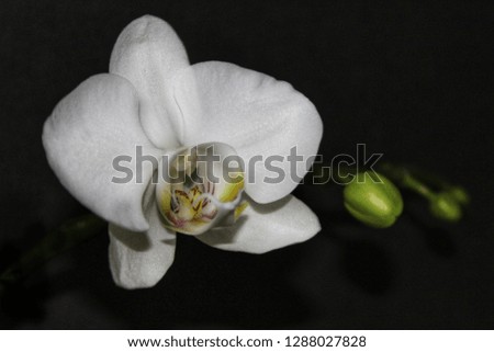 White orchid phalaenopsis on black background