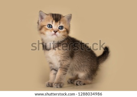 little british kitten on a color isolated background