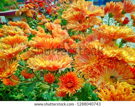 beautiful orange flowers 