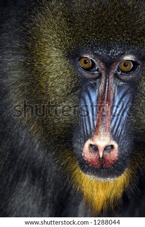 Close up of male Mandrill's face