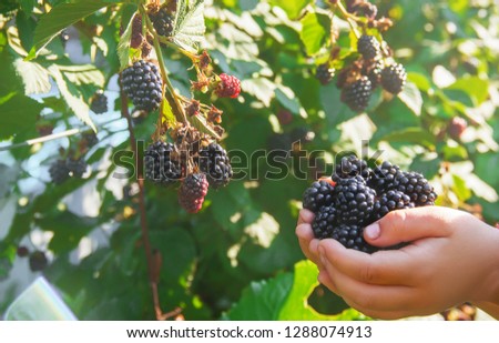 blackberry grows in the home garden. Selective focus. Royalty-Free Stock Photo #1288074913