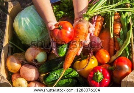 homemade vegetables in the garden. Selective focus. Royalty-Free Stock Photo #1288076104
