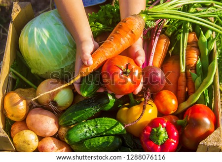 homemade vegetables in the garden. Selective focus. Royalty-Free Stock Photo #1288076116