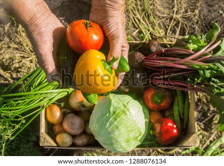 homemade vegetables in the garden. Selective focus. Royalty-Free Stock Photo #1288076134