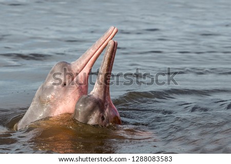 Boto Amazon River Dolphin Royalty-Free Stock Photo #1288083583