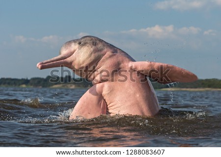 Boto Amazon River Dolphin Royalty-Free Stock Photo #1288083607