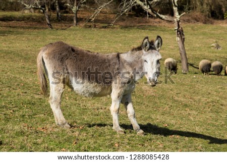 Donkey with sheep in a valley of Asturias, Spain.