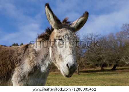 Donkey portrait, Asturias, Spain.