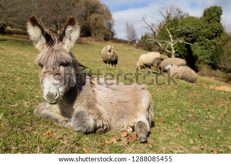 Donkey baby with sheep in Asturias, Spain