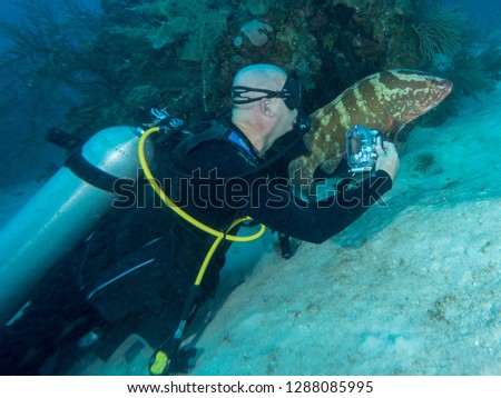 diver interacts with grouper