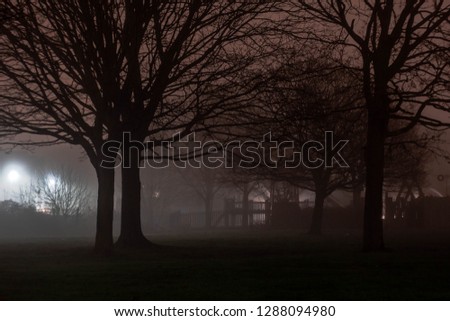 Trees silhouette in a park in foggy evening with light from the back