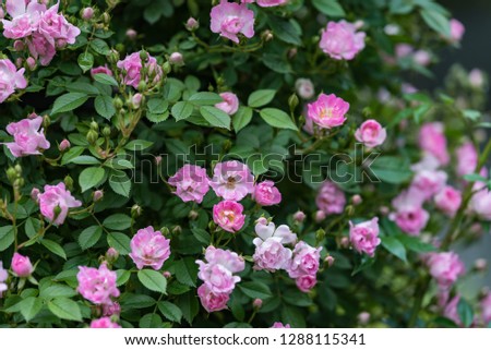 Pink miniature roses flowers wetted by rain