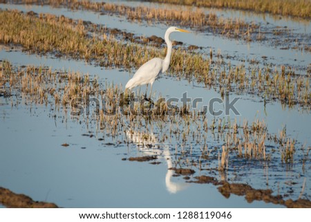 White heron (Ardea alba) at sunset in a flooded rice field in Albufera natural park, Valencia, Spain. Magic colors and perfect natural background. Perfect reflection in the water.