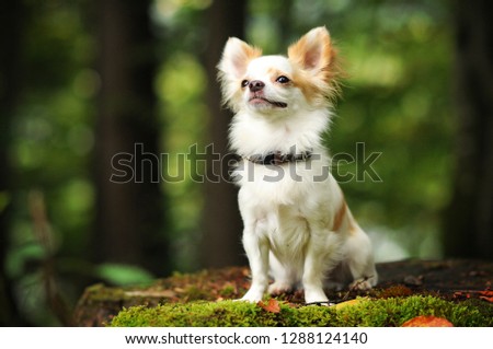 Dog in beautiful green forest. Chiuahua in a green forest. 