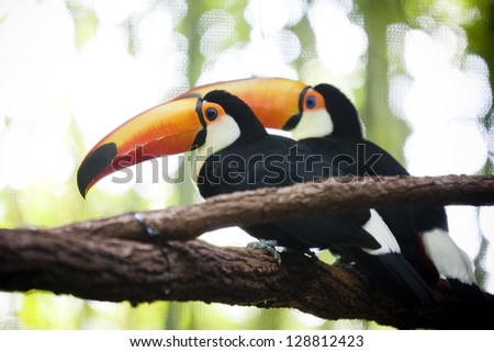 two toucans
