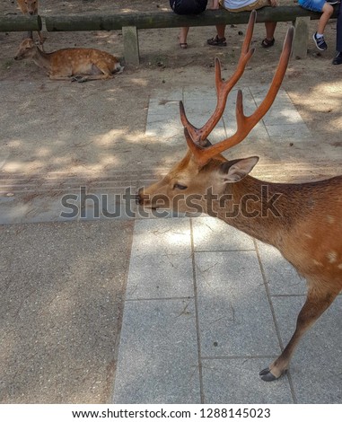 This picture is a deer in Japan.