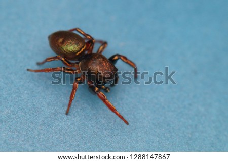 cute jumping spider