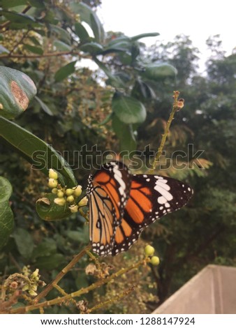 Common Striped Tiger Butterfly on a Bush in India