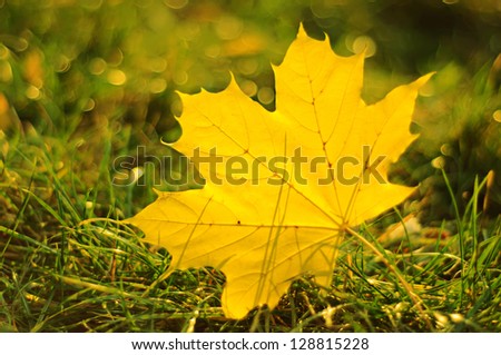 Autumn background with golden maple leaf, selective focus