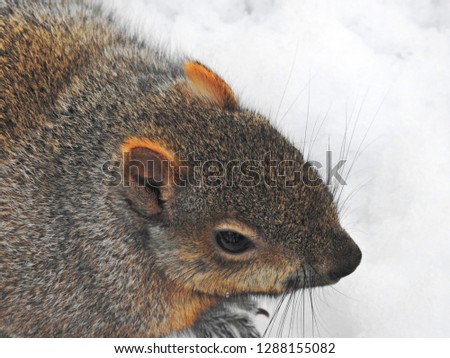 Close-up of Eastern Grey Squirrel