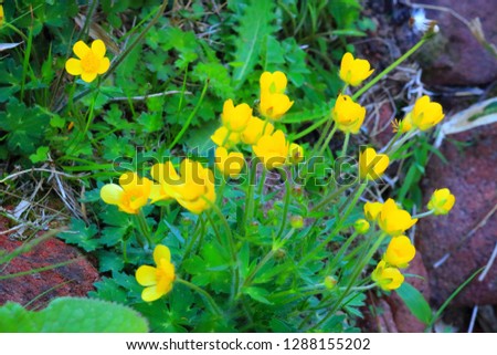 It is a picture of "Buttercup" that bloomed in spring.
