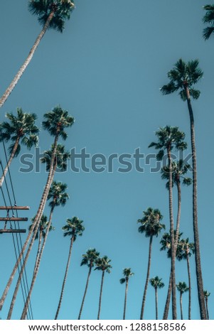 Beautiful Los Angeles palms during hot summer day. Summer spirit and vibes in California. 