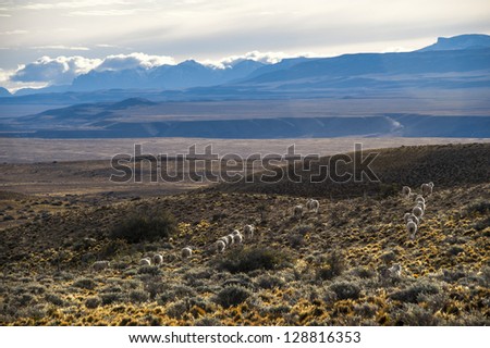 Flock of sheep in Patagonia near Road (Ruta) Nacional 40, Argentina