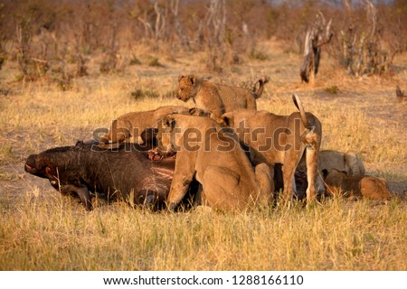 Group of  Lions (Panthera leo), eating a Cape Buffalo carcass (Syncerus caffer caffer) which was killed two nights before by the females of the pride . Savuti, Chobe National Park, Botswana.