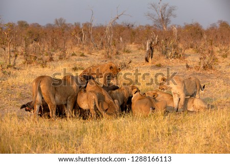 Group of  Lions (Panthera leo), eating a Cape Buffalo carcass (Syncerus caffer caffer) which was killed two nights before by the females of the pride . Savuti, Chobe National Park, Botswana.