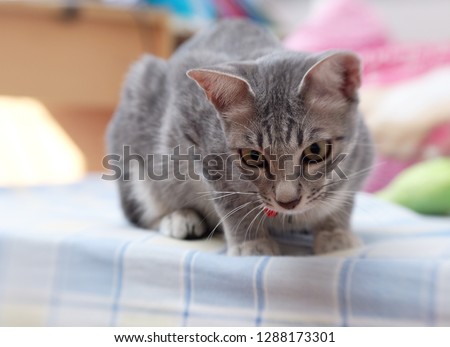 cute short hair young asian kitten grey and black stripes home cat relaxing lazy on a bed portrait shot selective focus blur home indoor background