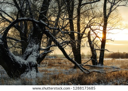 Winter nature landscape in frosty clear evening. Sunset time. Wonderful winter scene. Calm january. Hoarfrost on branches in december. Xmas