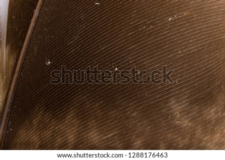 Beautiful Bright Brown, Orange Black and White Barn Owl (Tyto alba) Feather Close up Detail Texture. Abstract Pattern Background