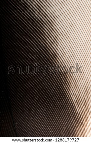 Beautiful Bright Black, White and Grayish Feather Close up Detail Texture. Abstract Pattern Background